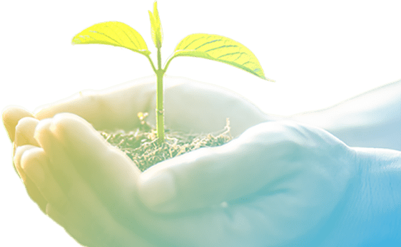 Plant in Hands